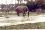 Asian elephant plugging the faucet of habitat pool with its trunk at Miami Metrozoo