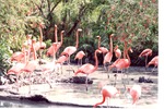 [1980/2000] Flock of American flamingos standing together in their habitat at Miami Metrozoo