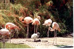 Six adult American flamingos and an infant flamingo standing  in habitat at Miami Metrozoo