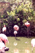 Adult and young flamingo gathered in a pool in their habitat at Miami Metrozoo
