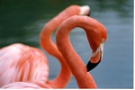 [1980/2000] Two adult American flamingos at Miami Metrozoo