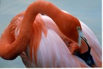 [1980/2000] Adult American flamingo grooming itself at the Miami Metrozoo