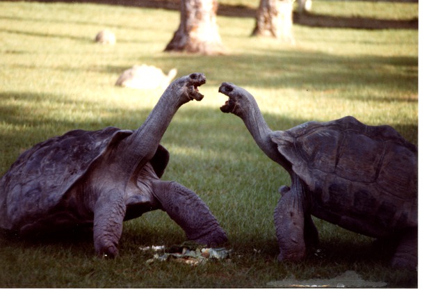 Two Galapagos Tortoises with necks elongated fighting one another at Miami Metrozoo