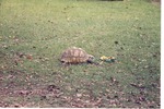 Tortoise walking towards cantaloupe in the grass of its habitat at Miami Metrozoo