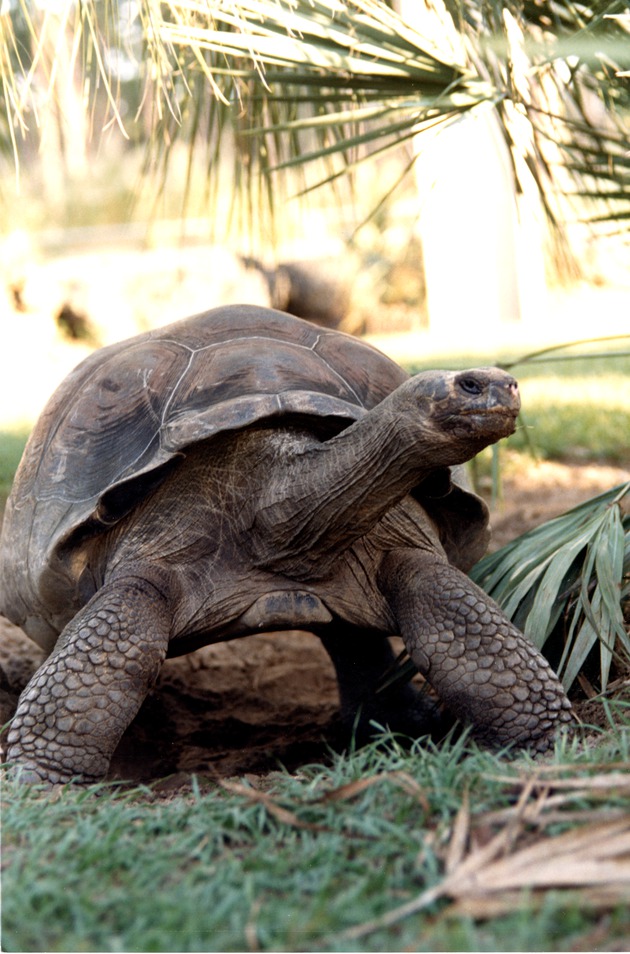 Close-up of a Galapagos Tortoise in its habitat at Miami Metrozoo