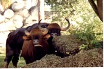 Male and female gaurs standing together behind rocks in their habitat at Miami Metrozoo
