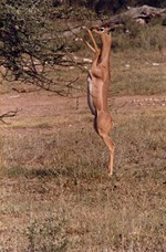 [1980/2000] Gerenuk or giraffe gazelle eating from an Acacia tree at Miami Metrozoo