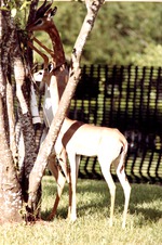 Male and female gerenuk munching on leaves in their habitat at Miami Metrozoo