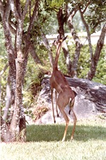 Female gerenuk eating leaves from trees in its habitat at Miami Metrozoo