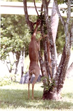 Female gerenuk reaching into a tree in its habitat for leaves at Miami Metrozoo