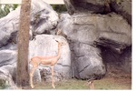 Female gerenuk standing in profile within habitat at Miami Metrozoo