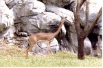 Female gerenuk chewing on a twig on a tree in its habitat at Miami Metrozoo