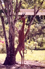 Male gerenuk reaching into a tree to eat leaves in its habitat at Miami Metrozoo
