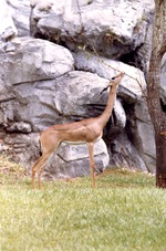 Female gerenuk chewing on a branch from a tree in its habitat at Miami Metrozoo
