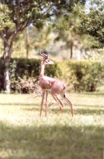 Male gerenuk standing in its habitat at Miami Metrozoo