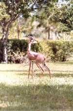 Male gerenuk standing by a bush in its habitat field at Miami Metrozoo