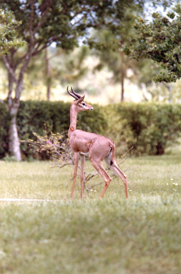 Male gerenuk standing by a bush in its habitat at Miami Metrozoo