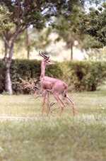 Male gerenuk standing by a bush in its habitat at Miami Metrozoo