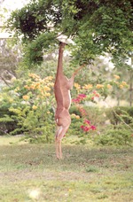 Female gerenuk eating leaves from a tree with flowers in the background at Miami Metrozoo
