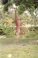 Gerenuk, obscured, eating leaves from a tree in its habitat at Miami Metrozoo