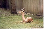 Gerenuk laying beside a fence in its habitat at Miami Metrozoo