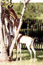 Male and female gerenuk eating leaves from a tree at Miami Metrozoo