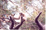 Adult Gibbon among the branches at Miami Metrozoo