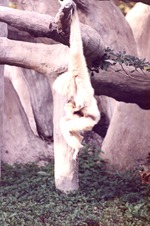 Adult and infant gibbon hanging from structure branches at Miami Metrozoo