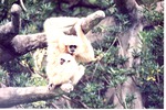 Adult gibbon and an infant hanging from a structure at Miami Metrozoo