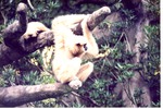Adult gibbon hanging on a branch while an infant crawls behind it at the Miami Metrozoo