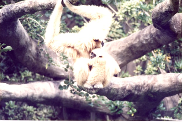 Infant gibbon leaning on an adult gibbon in the branches of habitat structure at Miami Metrozoo