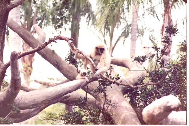 Adult seated next to infant gibbon and clinging to a branch on a structure at Miami Metrozoo