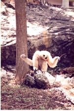 Adult gibbon seated on a rock at the base of a tree in its habitat at Miami Metrozoo