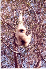 Adult gibbon hanging from tree branches in its habitat at Miami Metrozoo