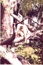 Adult gibbon resting on habitat structure at Miami Metrozoo