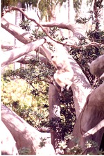 Adult gibbon swinging its way through the habitat with its infant at Miami Metrozoo