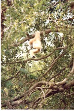View through the trees as an adult gibbon swings through its habitat at Miami Metrozoo