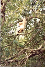 [1980/2000] View up through the trees at an adult gibbon swinging through its habitat at Miami Metrozoo