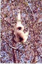Adult gibbon hanging from the trees in its habitat at Miami Metrozoo