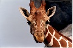 Close-up of a reticulated giraffe facing the camera at Miami Metrozoo