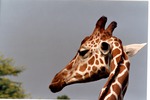 Close-up of a reticulated giraffe turning its head at Miami Metrozoo