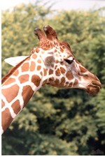 Close-up of a reticulated giraffe in profile at Miami Metrozoo