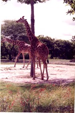 Two reticulated giraffes in the sand beneath a tree in their habitat at Miami Metrozoo