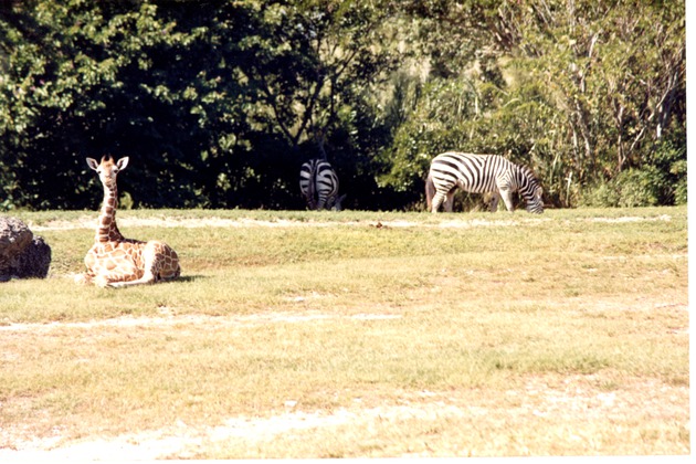 Reticulated giraffe laying in a field with zebras grazing in the background at Miami Metrozoo
