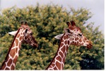 Close-up of two reticulated giraffes in profile at Miami Metrozoo