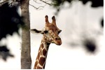 [1980/2000] Close-up of a reticulated giraffe in front of a tree at Miami Metrozoo