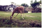 Giraffe bending down to eat some grass it its habitat at Miami Metrozoo