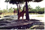 Herd of reticulated giraffes in the shade of trees in their habitat at Miami Metrozoo