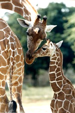 Adult reticulated giraffe leaning down to nuzzle at its infant at Miami Metrozoo