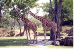 Two reticulated giraffes in the shade of a tree in their habitat at Miami Metrozoo